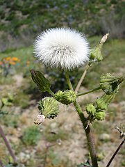 sonchus oleraceus - common sow thistle